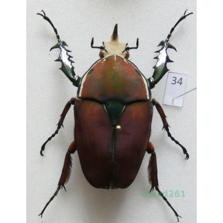 Mecynorhina ugandensis (Moser, 1907) male ex. ovo Uganda34
